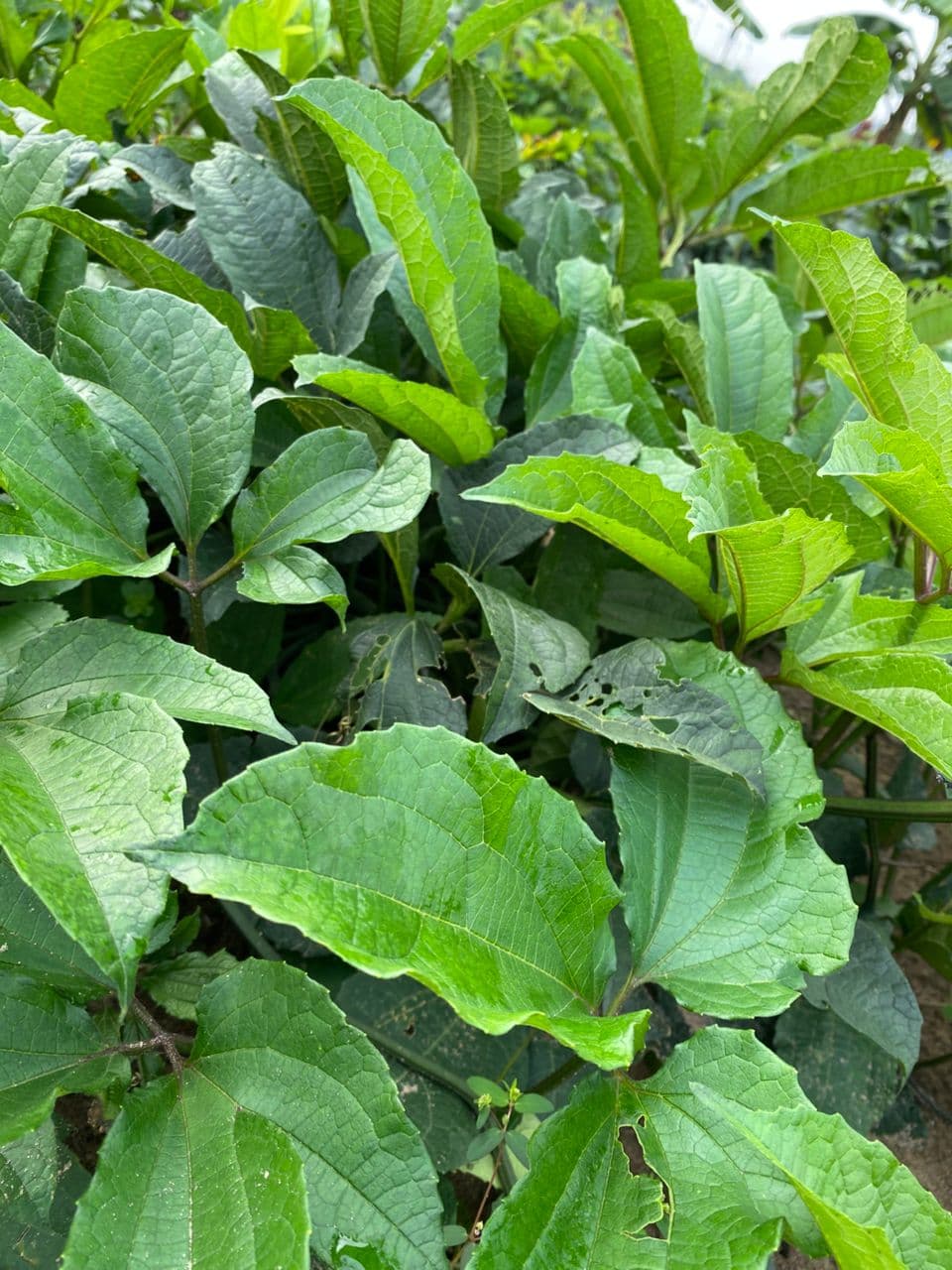 Ugu (Fluted Pumpkin)